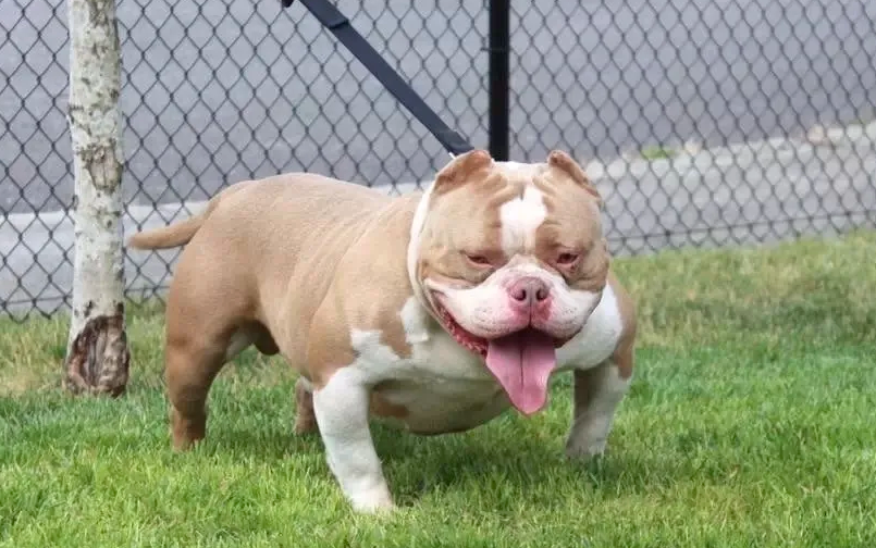 恶霸犬的优缺点及性格（养一只恶霸犬的好不好） 第1张