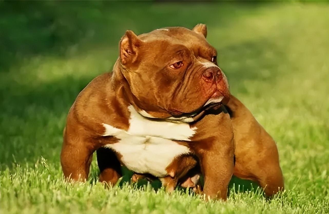 恶霸犬的优缺点及性格（养一只恶霸犬的好不好） 第3张