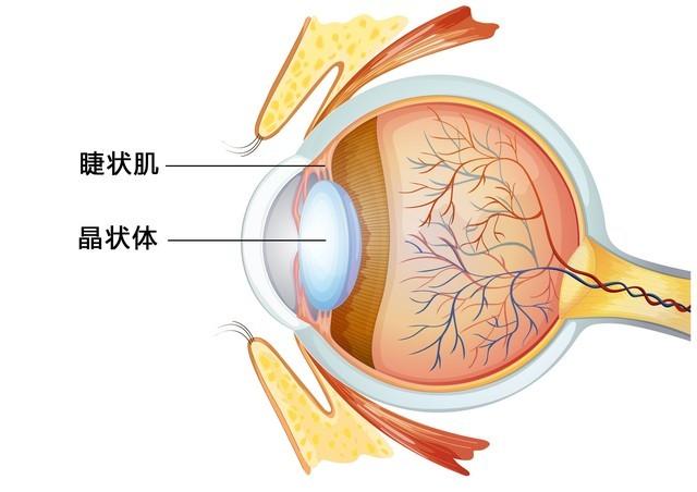 lcd和oled屏幕哪个对眼睛好（lcd蓝光和oled蓝光对比） 第7张