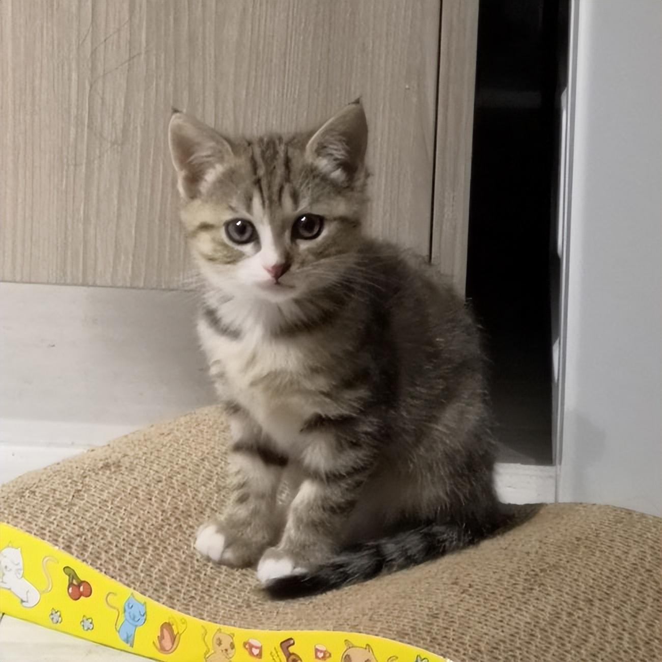 极品狸花猫的品相（狸花猫上品和下品有什么区别） 第7张