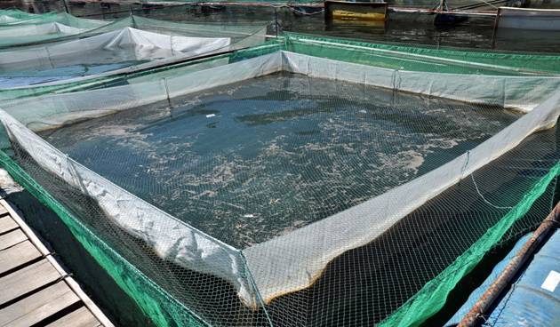 华中农业大学十大王牌专业，园艺专业排第一位 第13张