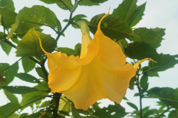 家里哪些花不能养？家里千万不能养的六种花 第7张
