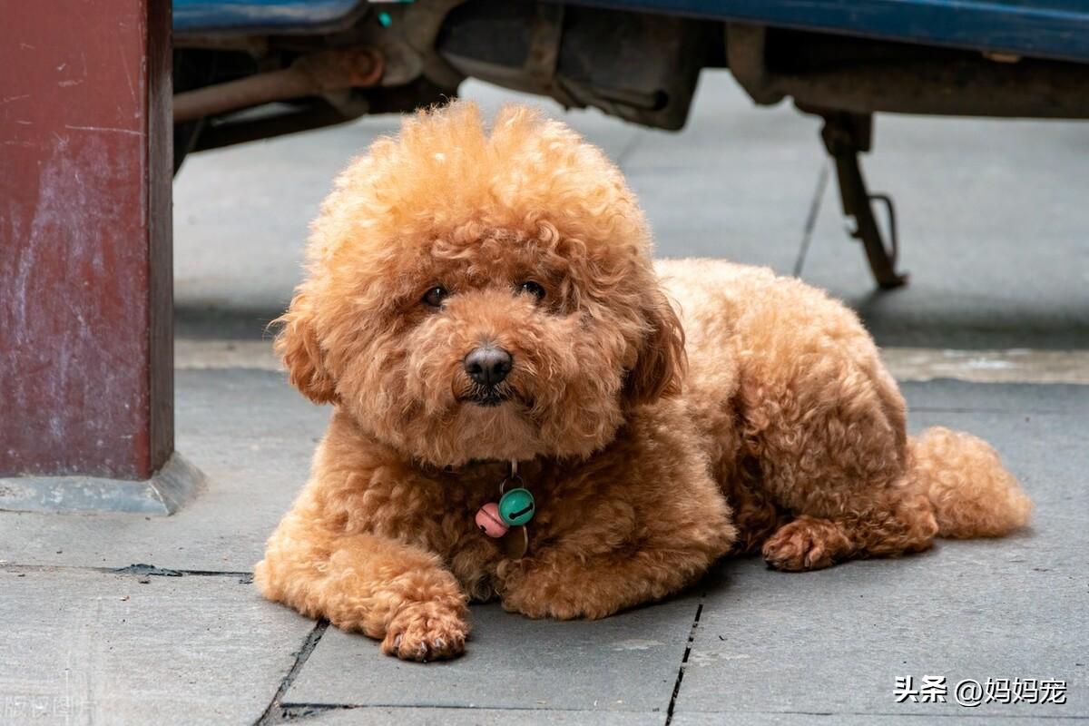 泰迪犬什么颜色最贵（5种颜色泰迪价格大盘点） 第1张