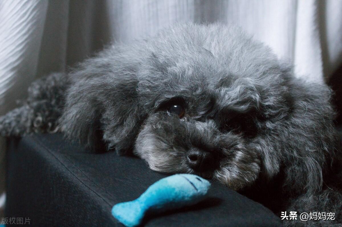 泰迪犬什么颜色最贵（5种颜色泰迪价格大盘点） 第3张