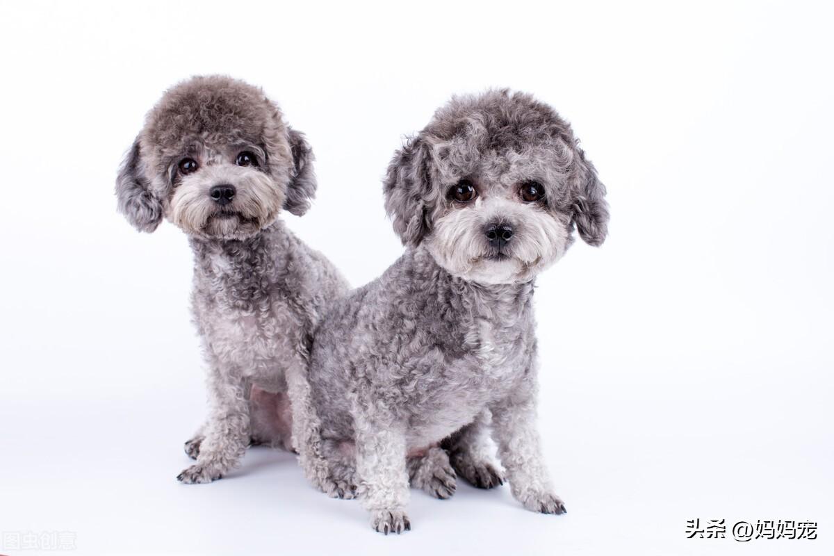 泰迪犬什么颜色最贵（5种颜色泰迪价格大盘点） 第5张