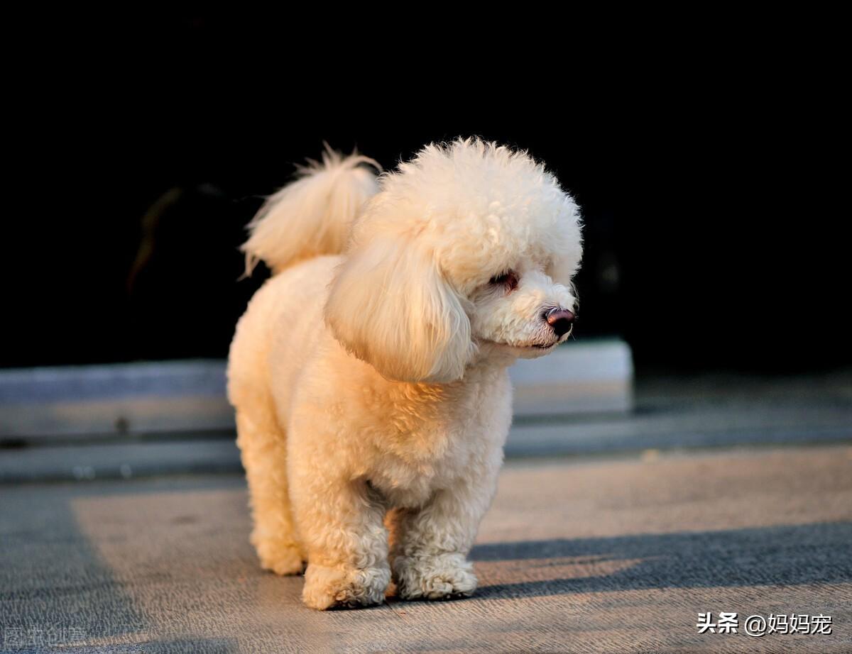 泰迪犬什么颜色最贵（5种颜色泰迪价格大盘点） 第7张