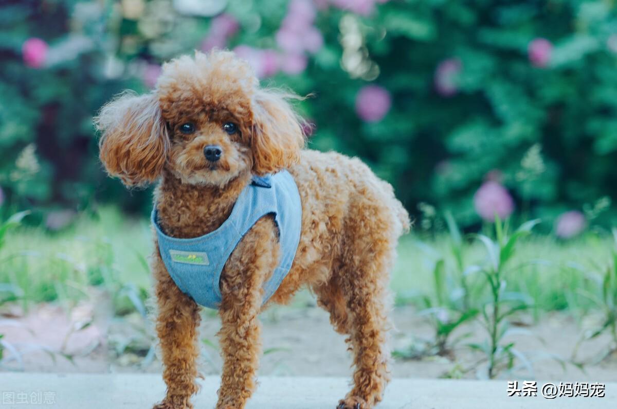 泰迪犬什么颜色最贵（5种颜色泰迪价格大盘点） 第9张