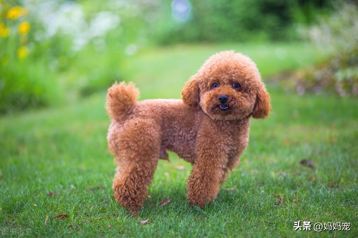 泰迪犬什么颜色最贵（5种颜色泰迪价格大盘点） 第11张