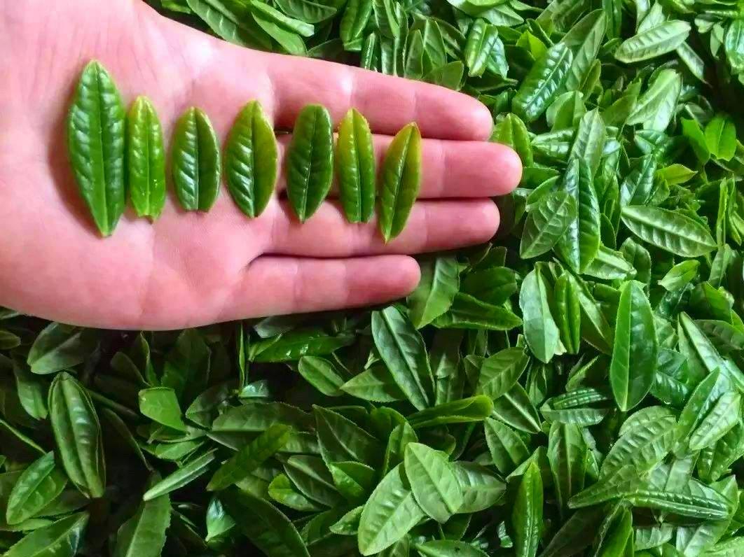 安徽四大名茶是哪四大名茶（同是徽茶哪个才好喝） 第15张