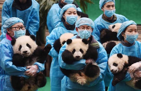 世界十大幸福职业排行，熊猫饲养员排第二位 第3张