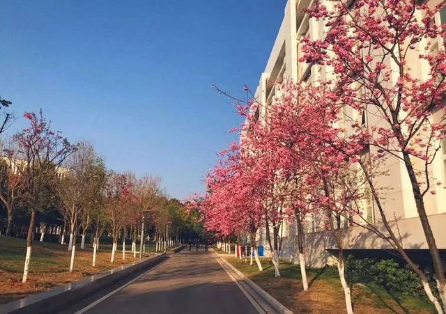 云南省大学排名2022最新排名，排第一名的是云南大学 第13张