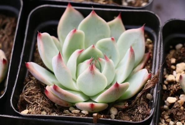 最受欢迎的十大多肉 哪些多肉植物最受欢迎 第5张