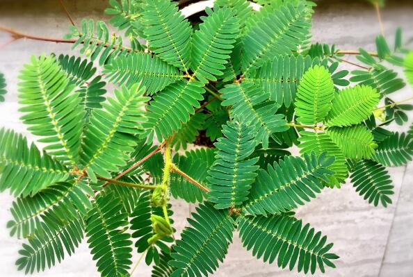 十种不宜在家养的花 不适合家养的花有什么 第13张