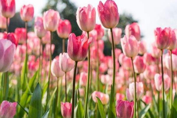十种不宜在家养的花 不适合家养的花有什么 第15张