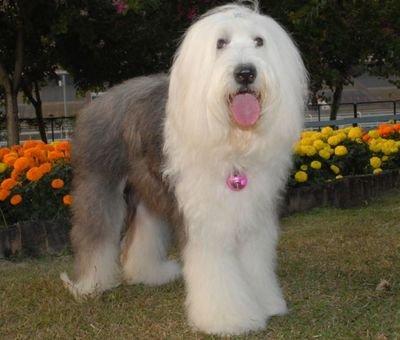 名犬大全（揭秘全世界100多种名贵的狗） 第189张
