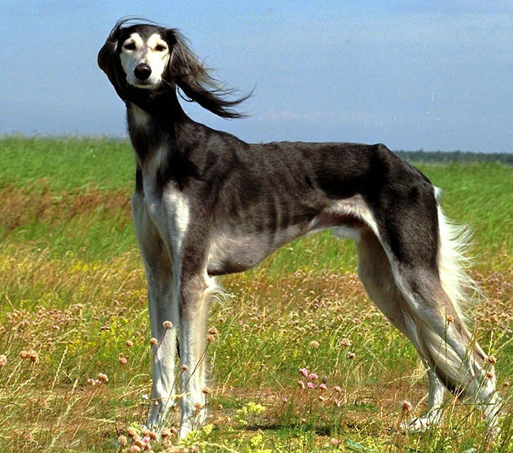 名犬大全（揭秘全世界100多种名贵的狗） 第87张