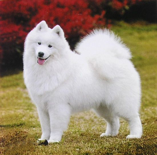 名犬大全（揭秘全世界100多种名贵的狗） 第67张