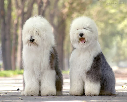 名犬大全（揭秘全世界100多种名贵的狗） 第125张