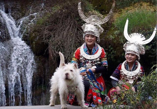 国内名犬大全（一文详解中国10大名狗） 第5张