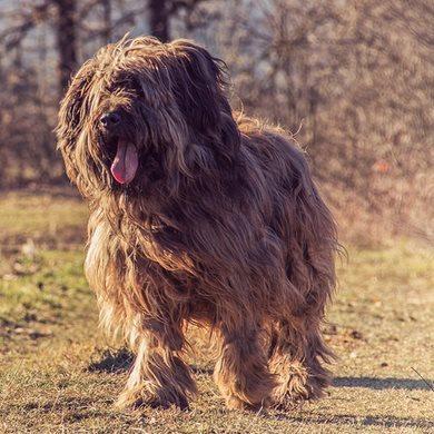 名犬大全（揭秘全世界100多种名贵的狗） 第207张