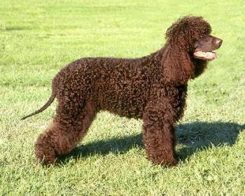 名犬大全（揭秘全世界100多种名贵的狗） 第47张