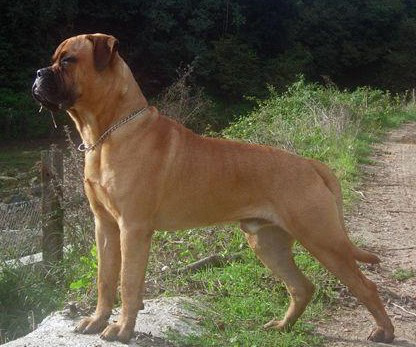 名犬大全（揭秘全世界100多种名贵的狗） 第137张