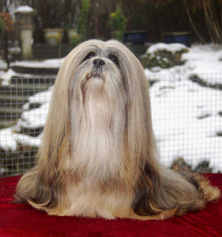 名犬大全（揭秘全世界100多种名贵的狗） 第135张