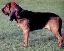 名犬大全（揭秘全世界100多种名贵的狗） 第147张