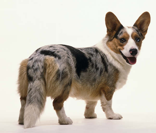 名犬大全（揭秘全世界100多种名贵的狗） 第51张