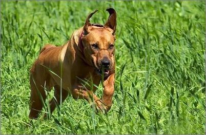 名犬大全（揭秘全世界100多种名贵的狗） 第171张