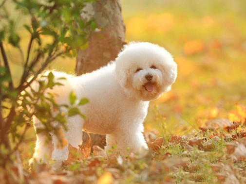 名犬大全（揭秘全世界100多种名贵的狗） 第93张