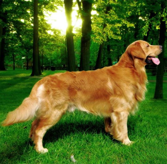 名犬大全（揭秘全世界100多种名贵的狗） 第7张