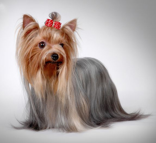 名犬大全（揭秘全世界100多种名贵的狗） 第55张