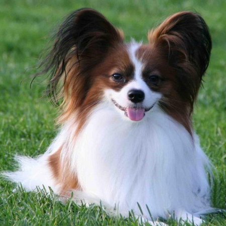 名犬大全（揭秘全世界100多种名贵的狗） 第15张