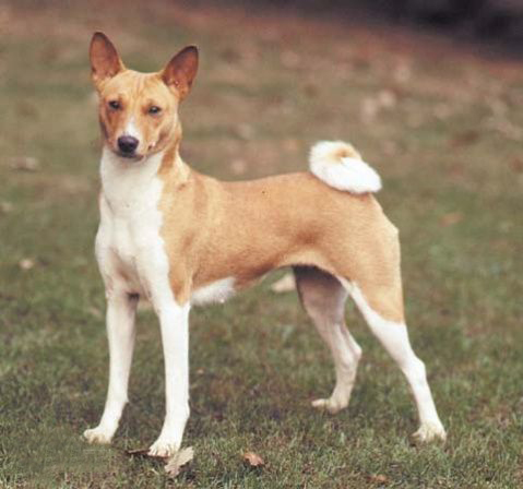 名犬大全（揭秘全世界100多种名贵的狗） 第155张