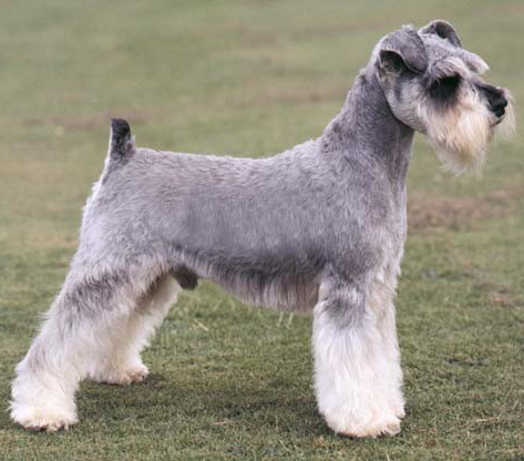 名犬大全（揭秘全世界100多种名贵的狗） 第23张