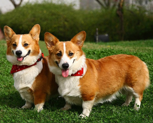 名犬大全（揭秘全世界100多种名贵的狗） 第21张