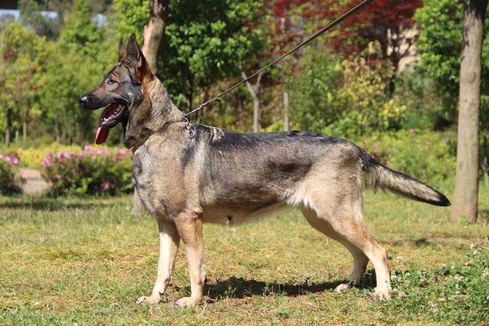 名犬大全（揭秘全世界100多种名贵的狗） 第211张