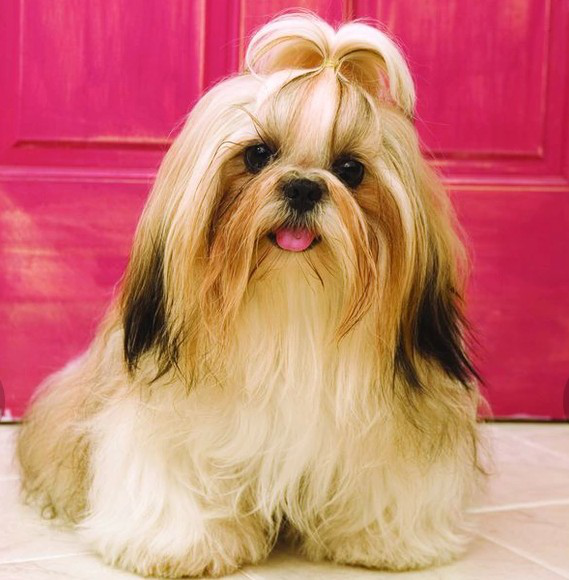 名犬大全（揭秘全世界100多种名贵的狗） 第139张