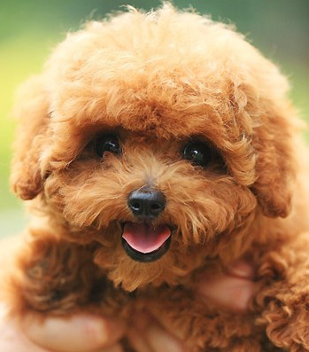 名犬大全（揭秘全世界100多种名贵的狗） 第3张