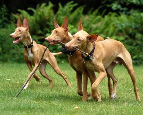 名犬大全（揭秘全世界100多种名贵的狗） 第75张
