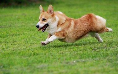 名犬大全（揭秘全世界100多种名贵的狗） 第195张