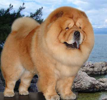 名犬大全（揭秘全世界100多种名贵的狗） 第151张