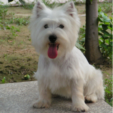 名犬大全（揭秘全世界100多种名贵的狗） 第183张