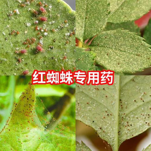 月季黄叶，不懂别瞎治，5大病因，针对防治，省力省钱 第11张