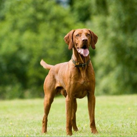 名犬大全（揭秘全世界100多种名贵的狗） 第49张