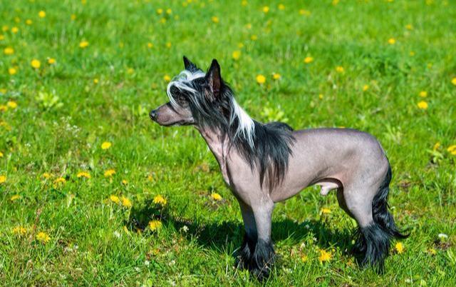 国内名犬大全（一文详解中国10大名狗） 第7张