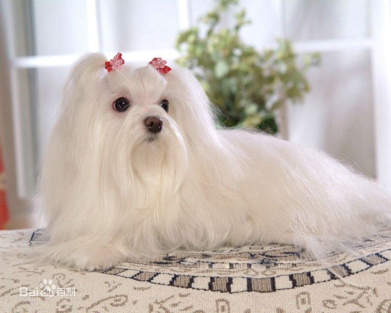 名犬大全（揭秘全世界100多种名贵的狗） 第119张