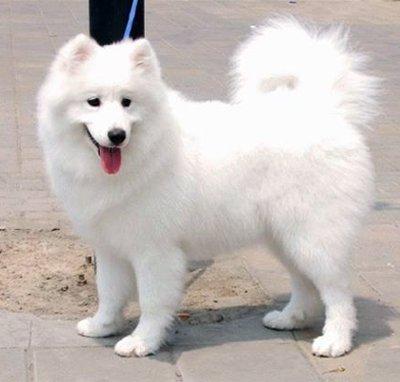 名犬大全（揭秘全世界100多种名贵的狗） 第175张