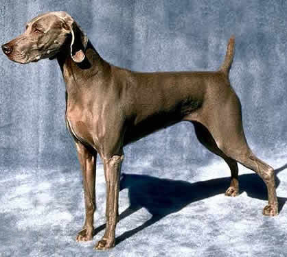 名犬大全（揭秘全世界100多种名贵的狗） 第41张